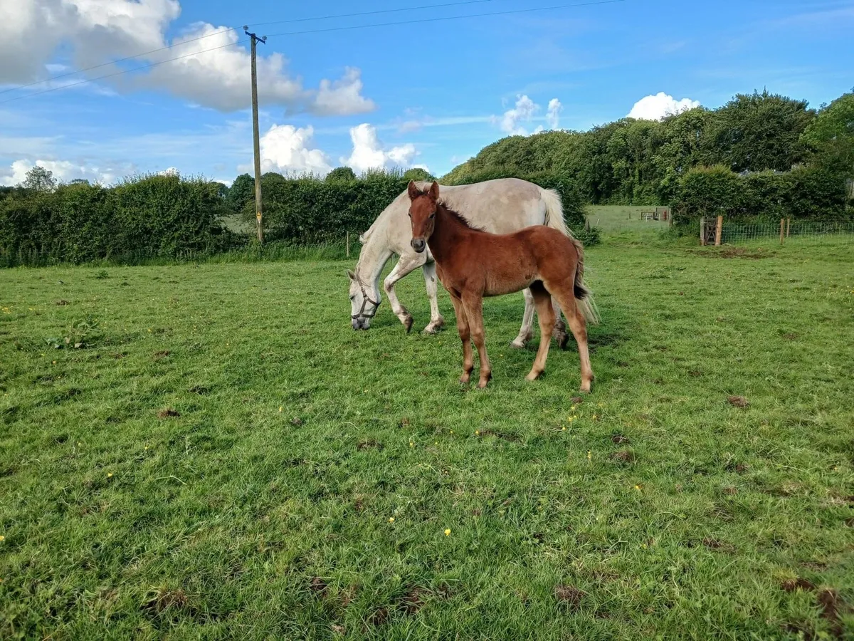 Quality Connemara Mare and Foal - Image 2