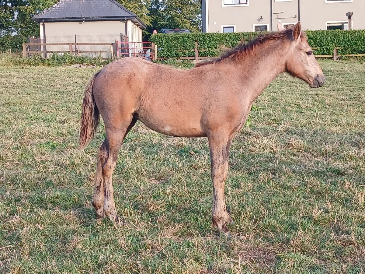 Quality Connemara Mare and Foal - Image 3