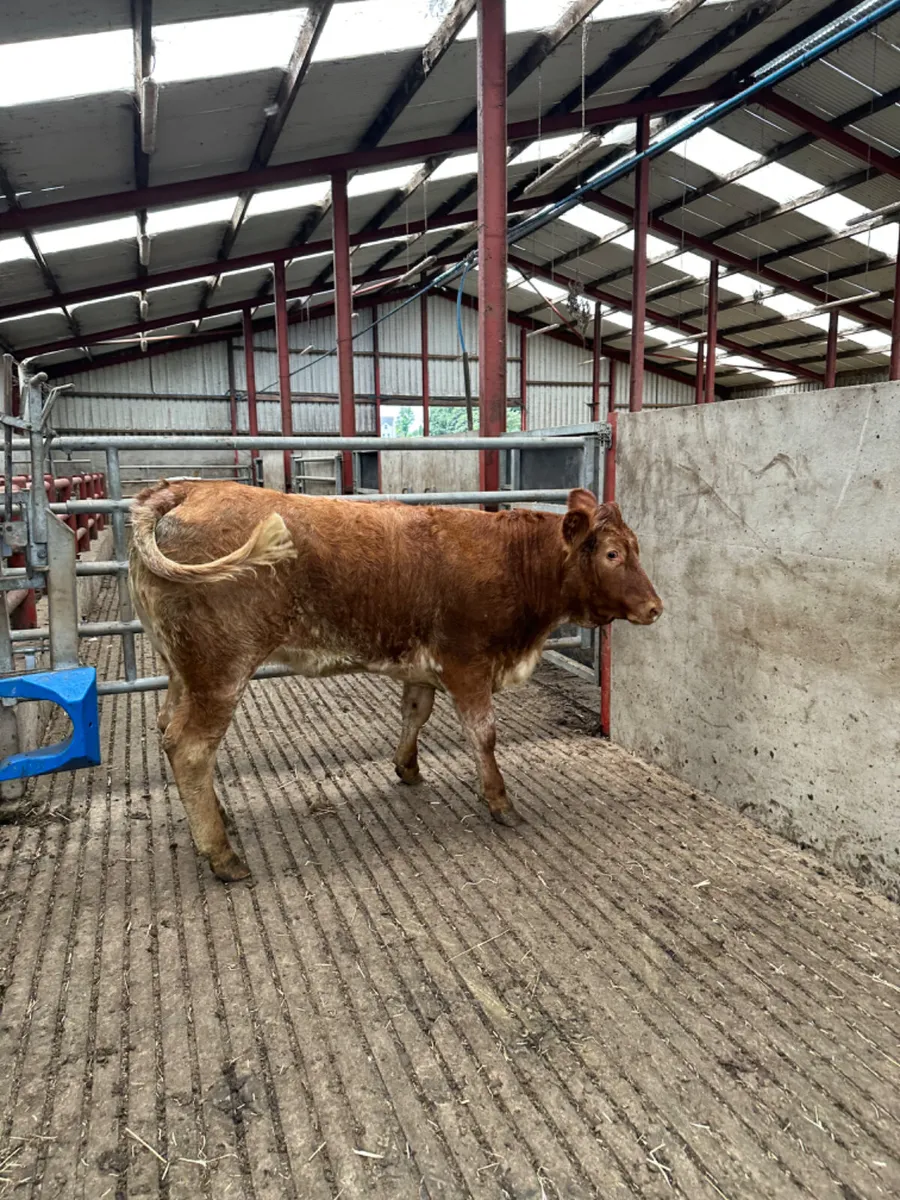 Roaned Bulling heifer - Image 4