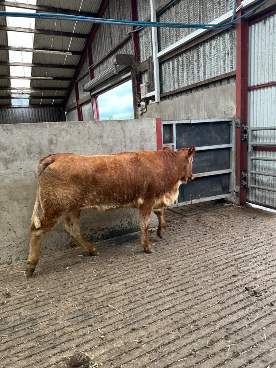 Roaned Bulling heifer - Image 3