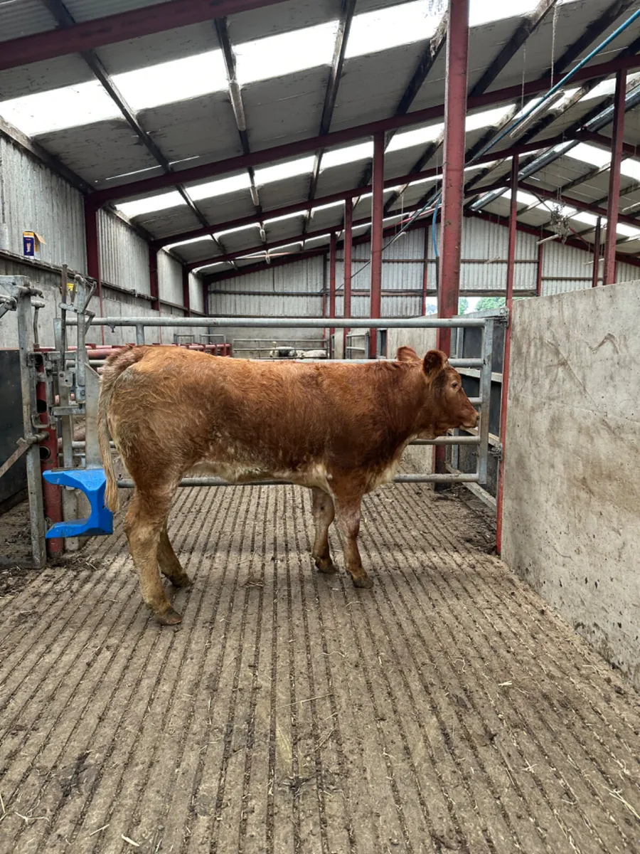 Roaned Bulling heifer - Image 2