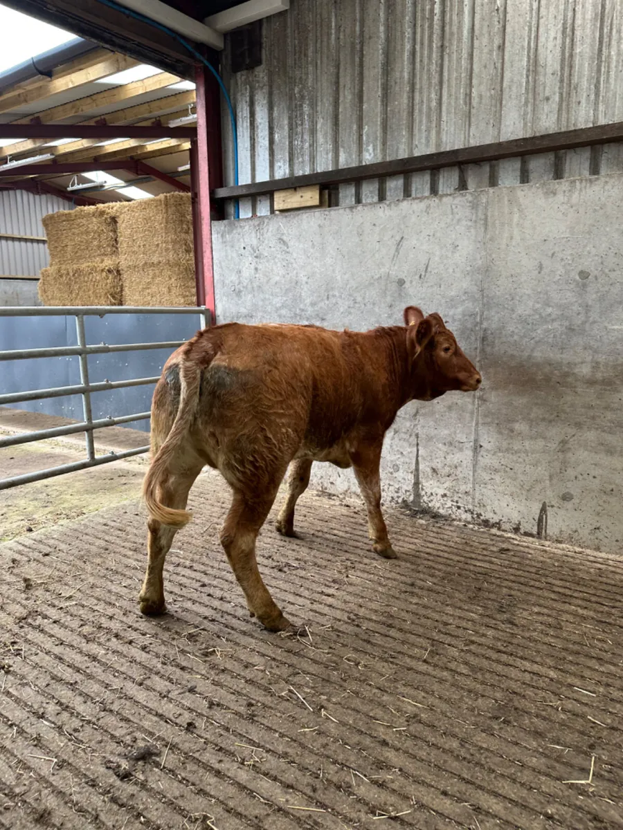 Roaned Bulling heifer - Image 1