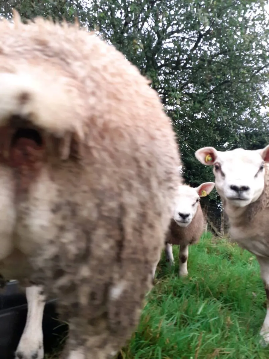 TEASER Ram Lamb. - Image 2
