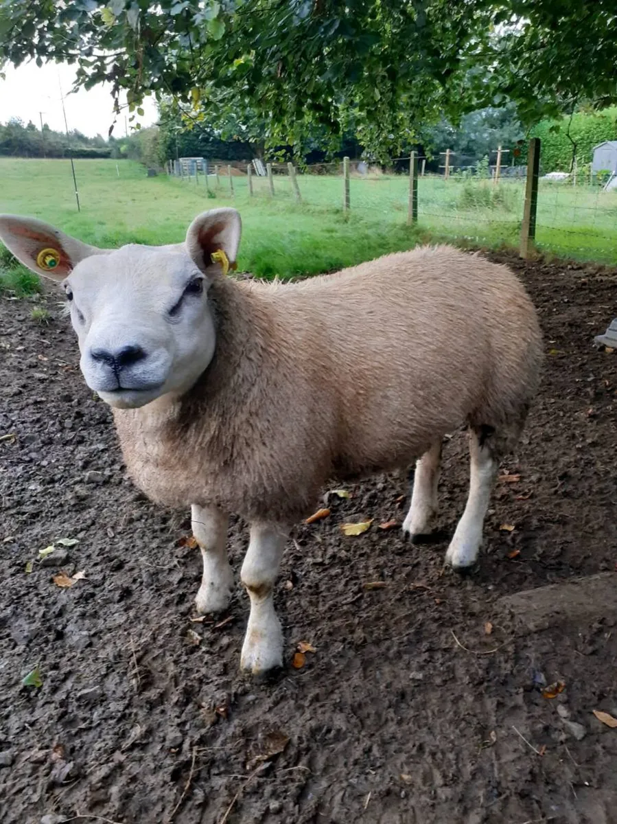 TEASER Ram Lamb. - Image 3