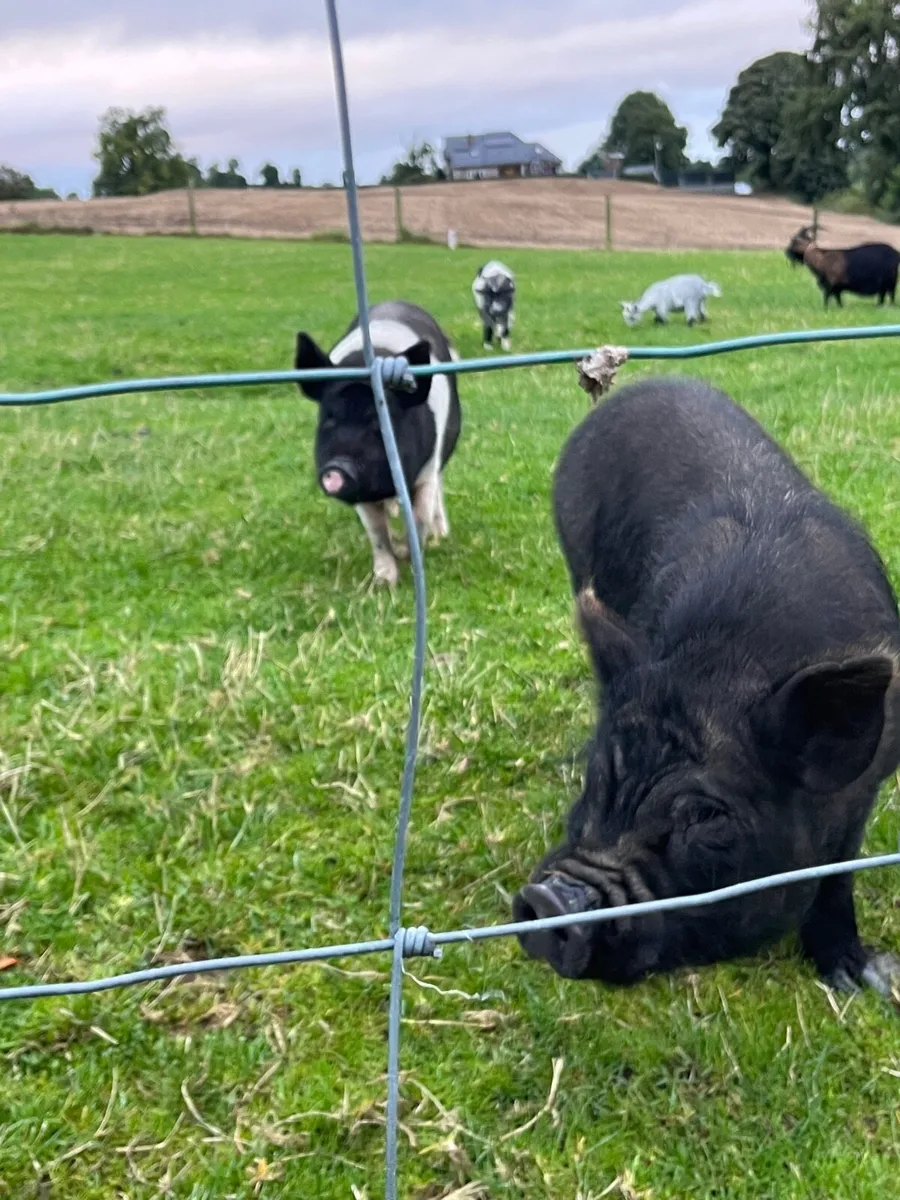 Miniature pigs - Image 1