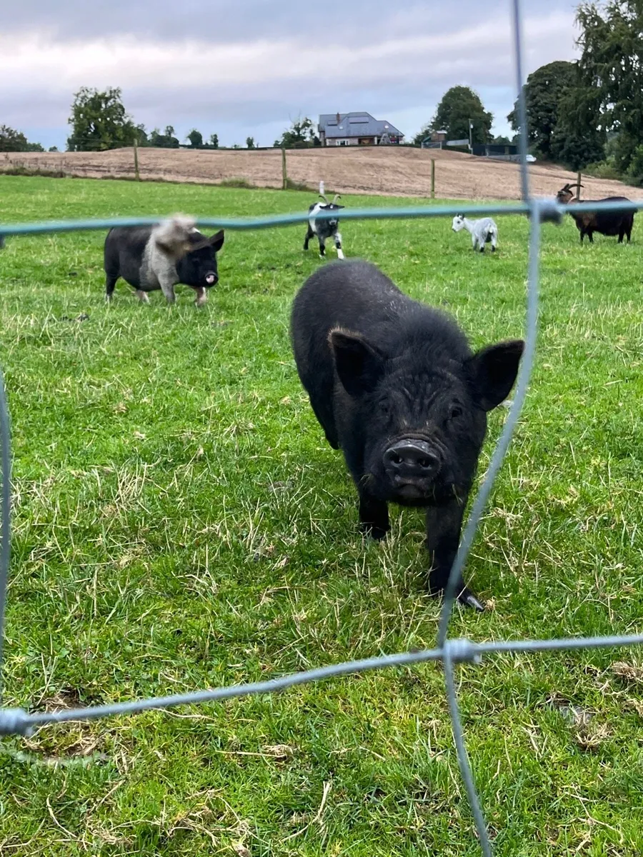 Miniature pigs - Image 2