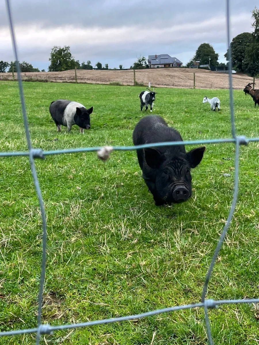 Miniature pigs - Image 3