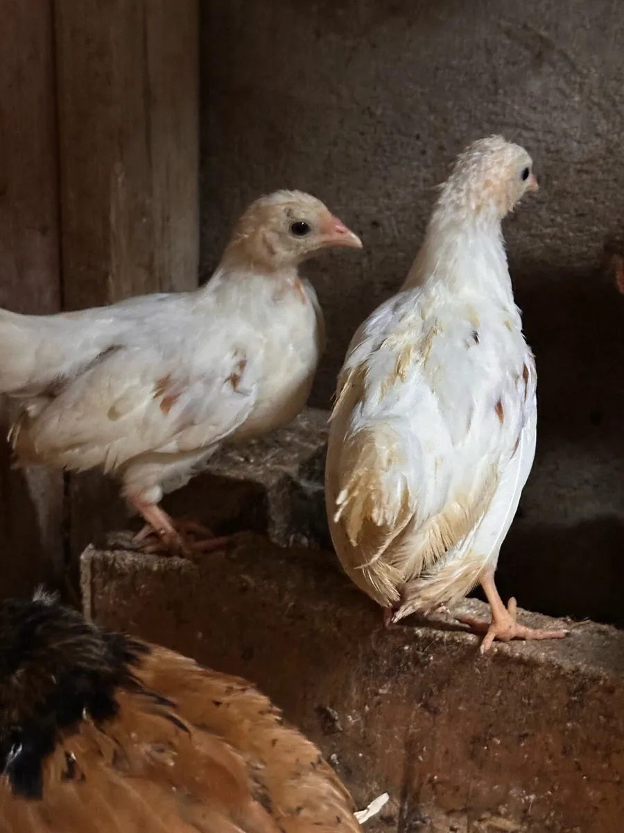 Poultry - Image 2