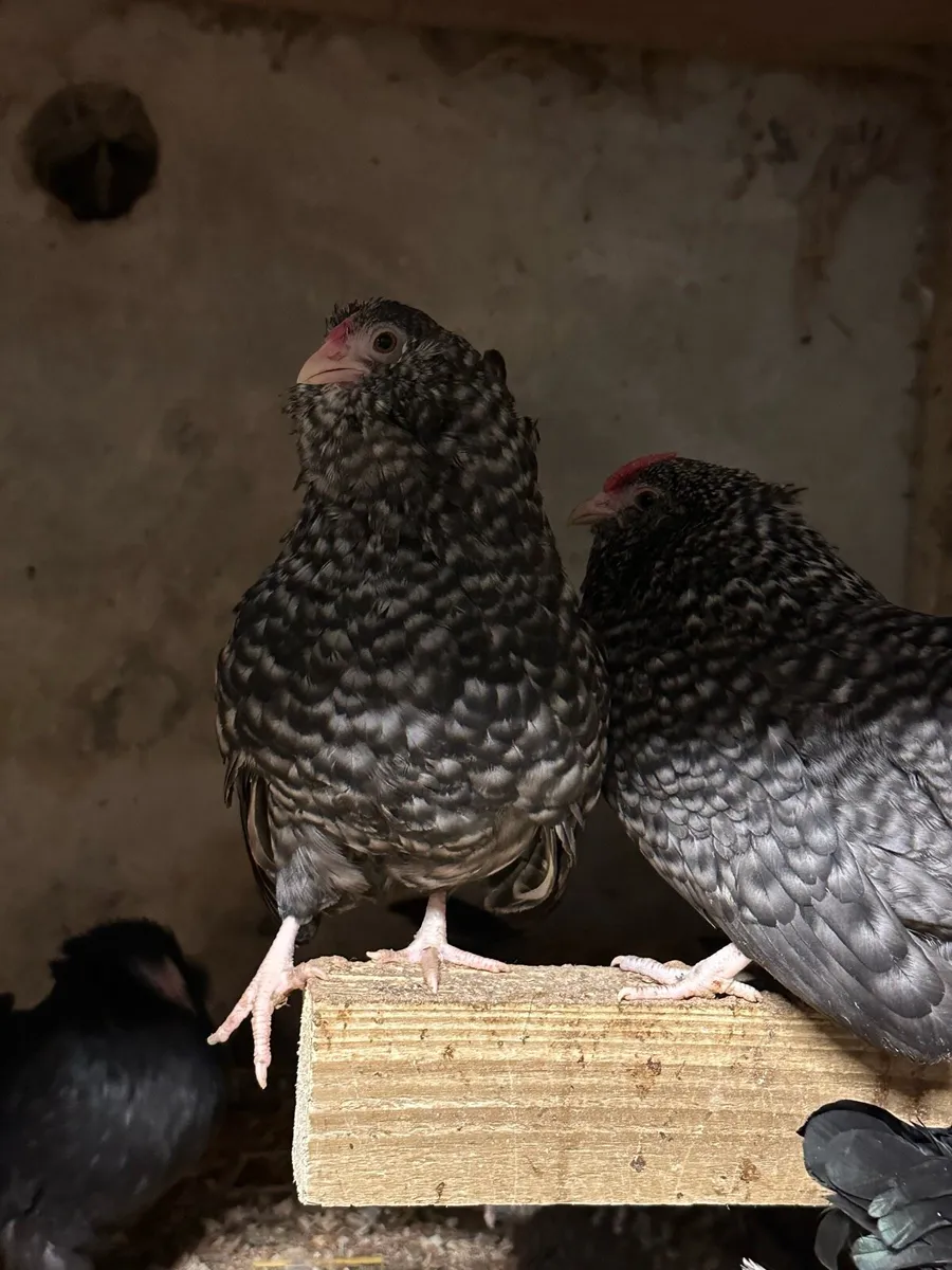 Poultry - Image 3
