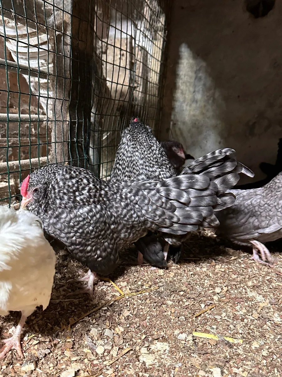Poultry - Image 4