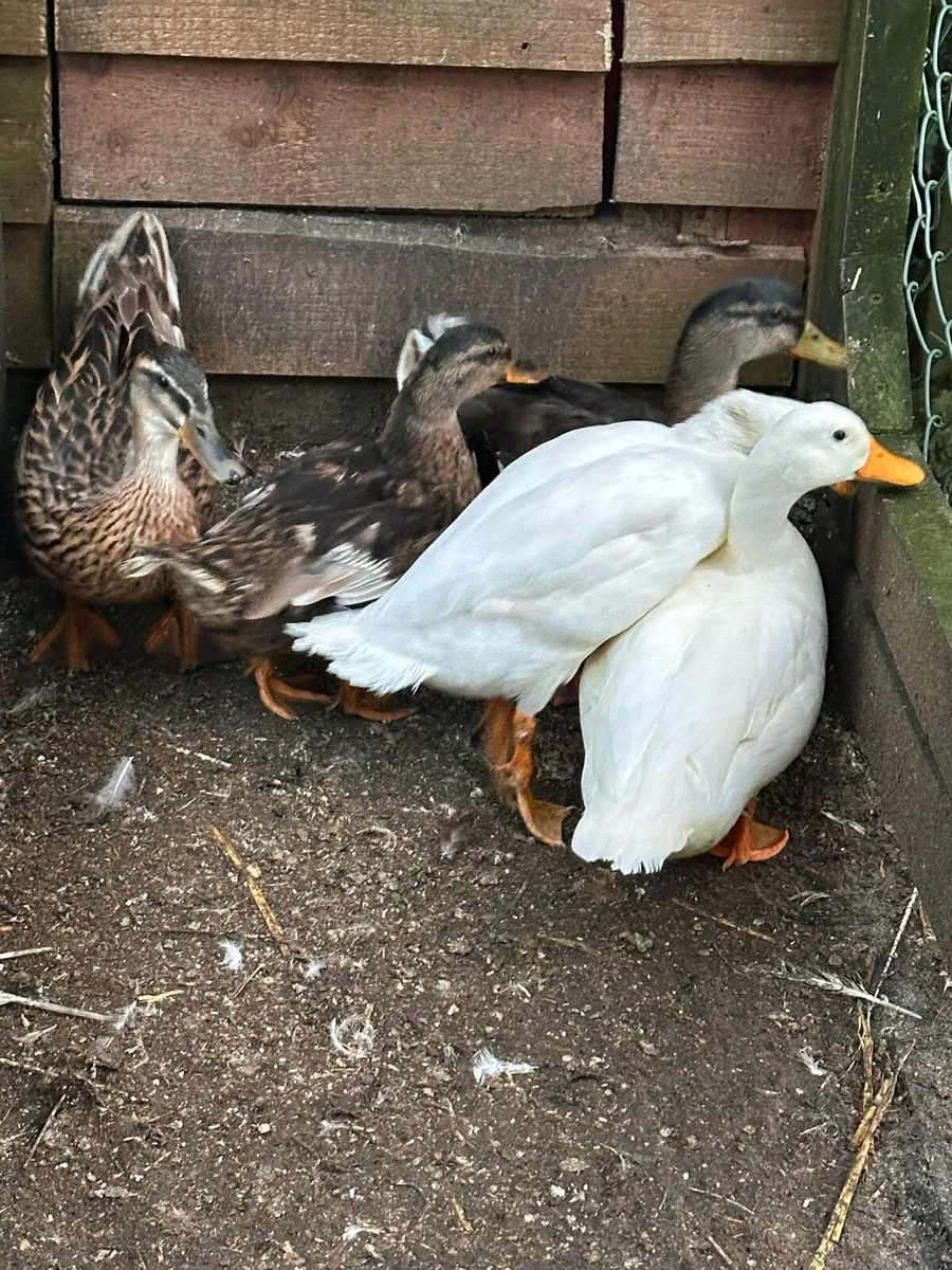 Poultry - Image 1