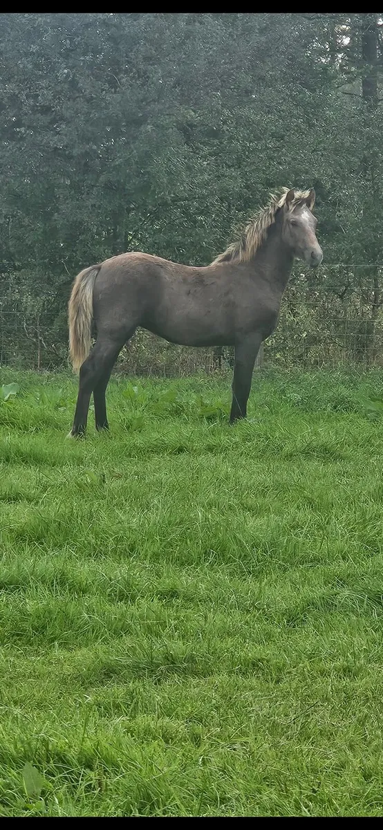 Filly foal - Image 1