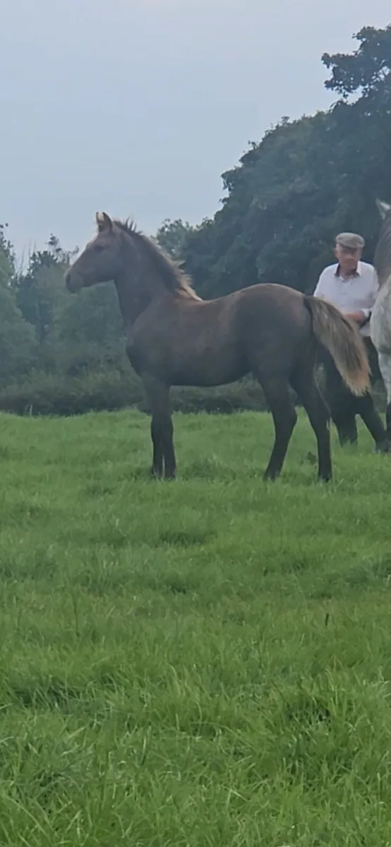 Filly foal - Image 2