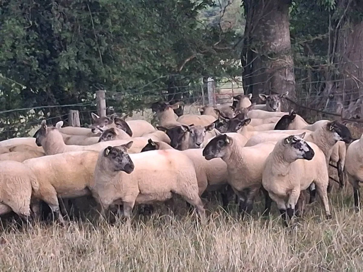 BORRIS MART THIS SATURDAY 5TH SEPTEMBER - Image 4