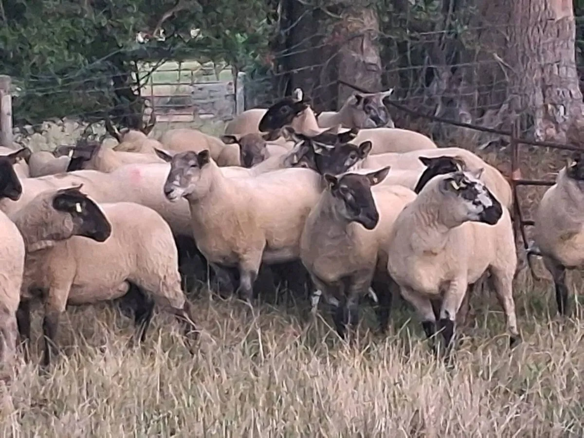 BORRIS MART THIS SATURDAY 5TH SEPTEMBER - Image 2