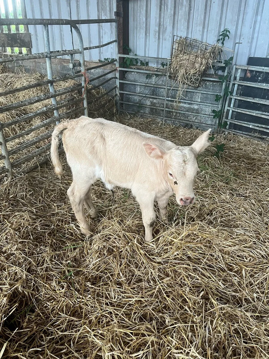 Livestock - Image 1