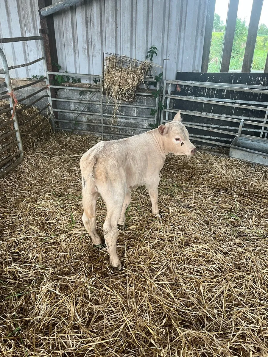 Livestock - Image 2