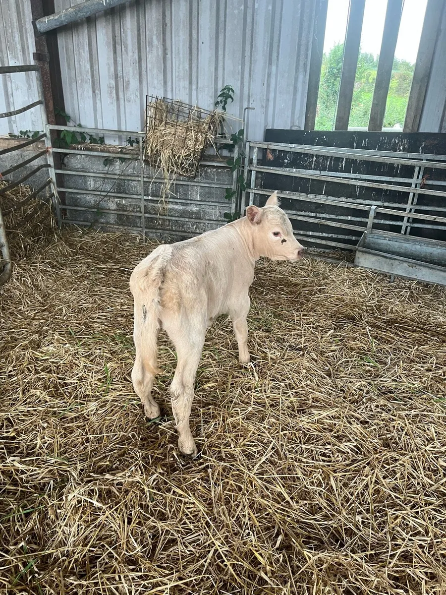 Livestock - Image 3