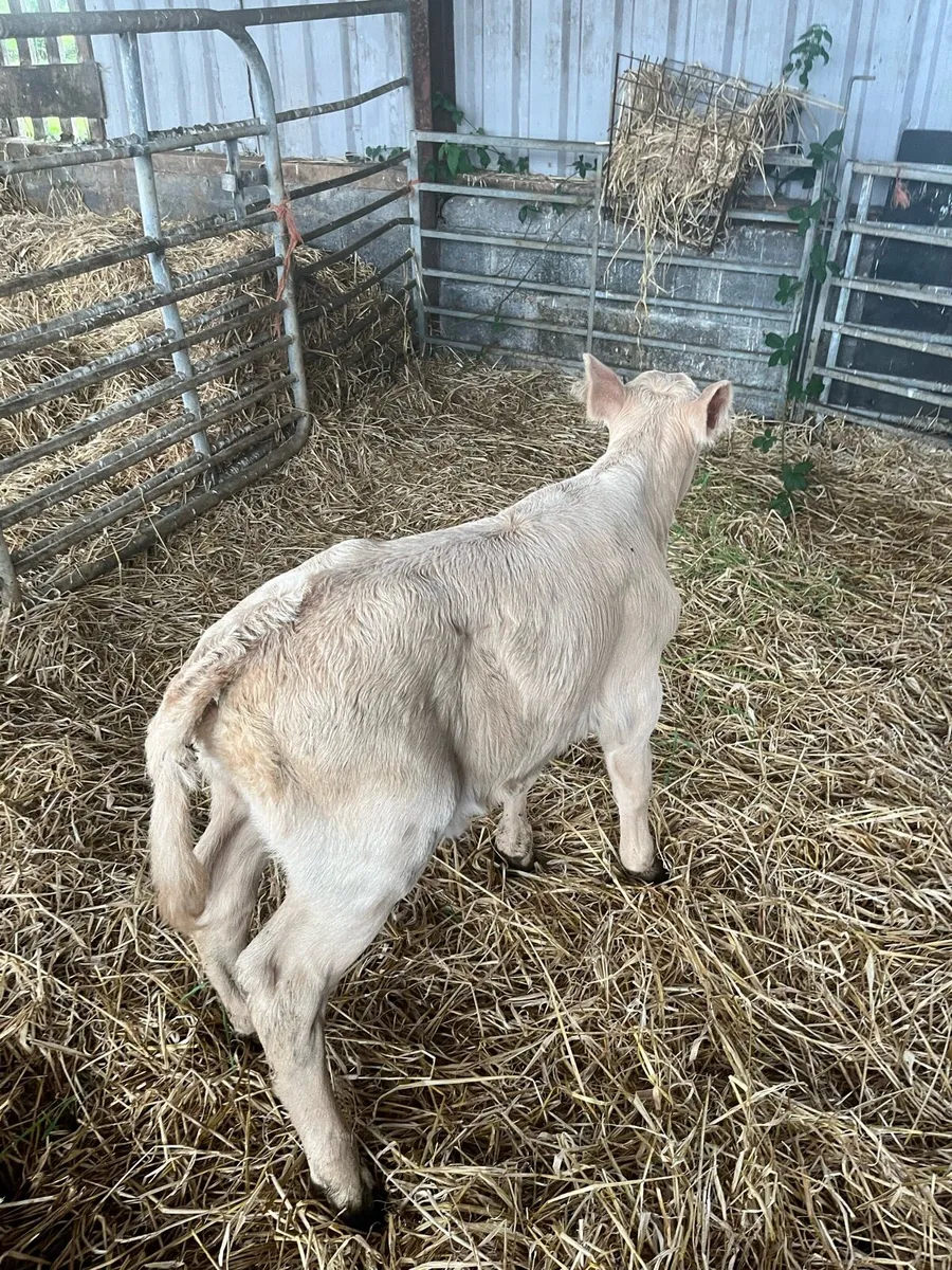 Livestock - Image 4