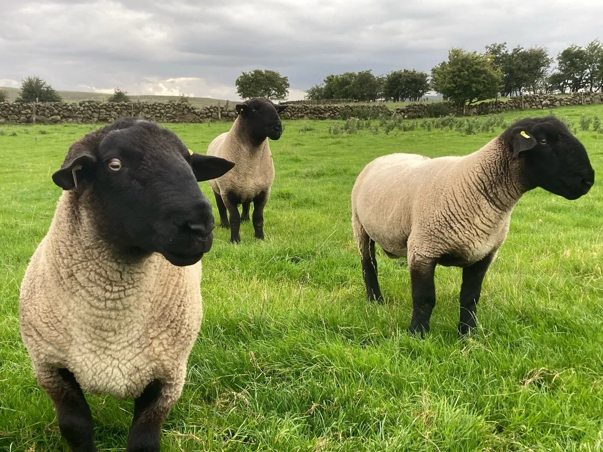 9 Kelso type Suffolk shearlings - Image 2