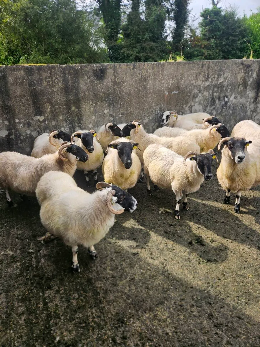 Aged Ewes - Image 1