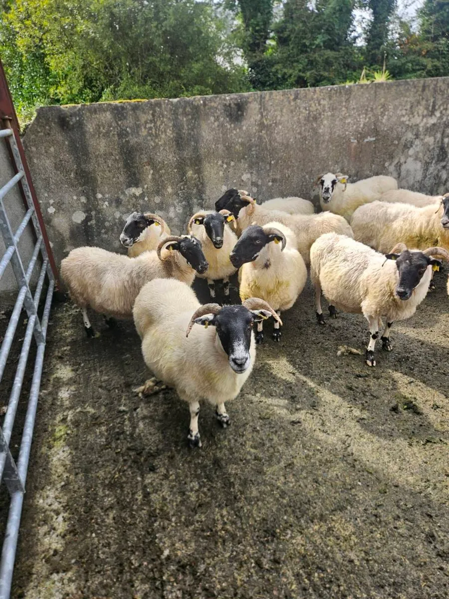 Aged Ewes - Image 2