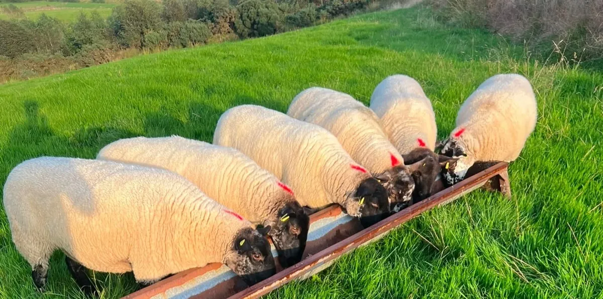 Coolaney Sheep Sale Co.Sligo 5/9/26 - Image 3