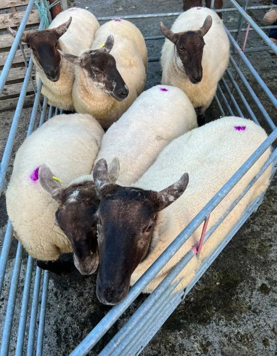 Coolaney Sheep Sale Co.Sligo 5/9/26 - Image 4