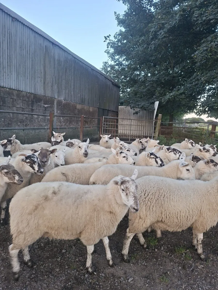 Coolaney Sheep Sale Co.Sligo 5/9/26 - Image 1