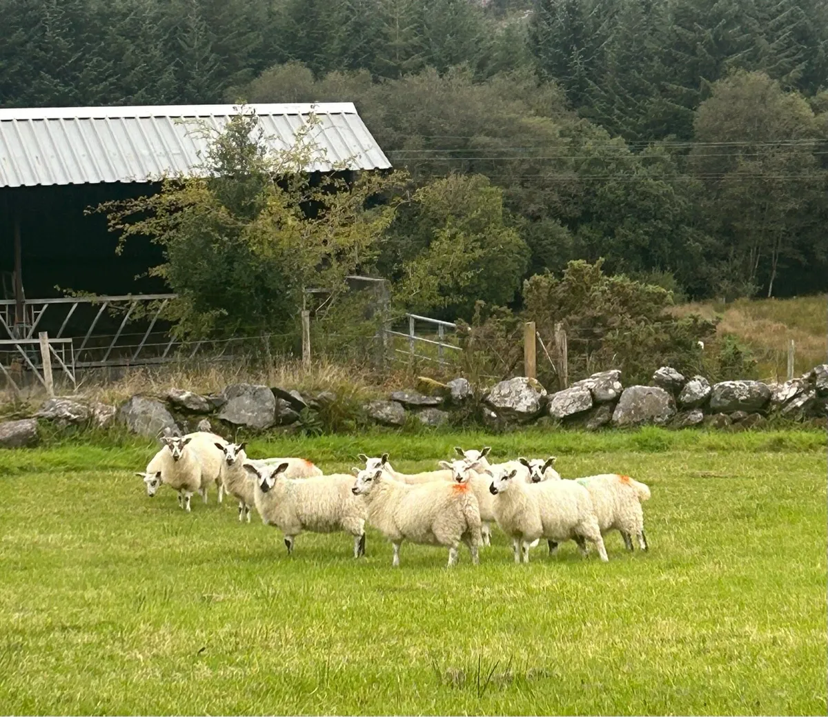 Organic Ewe Lambs - Image 1