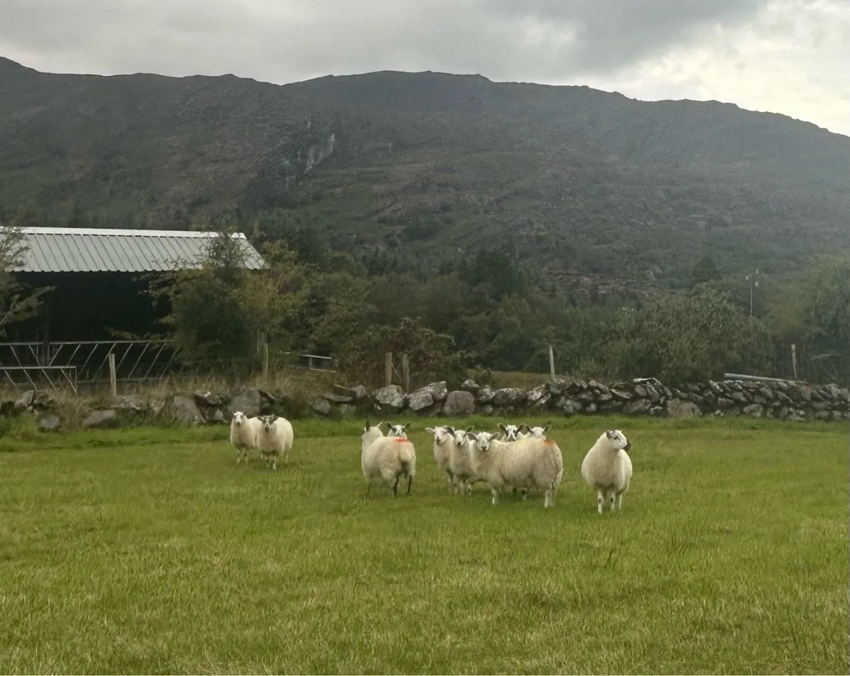 Organic Ewe Lambs - Image 2