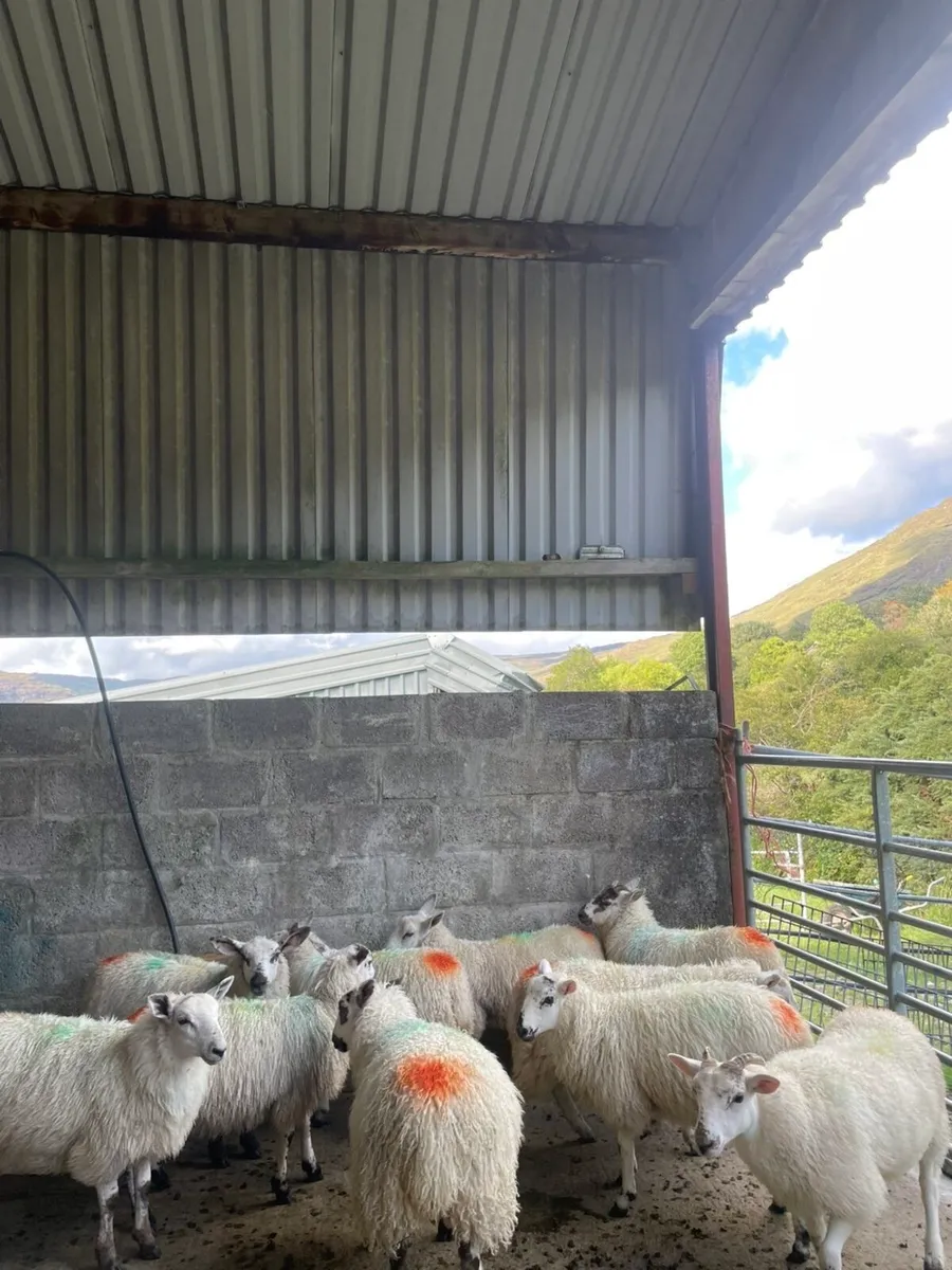 Organic Ewe Lambs - Image 3