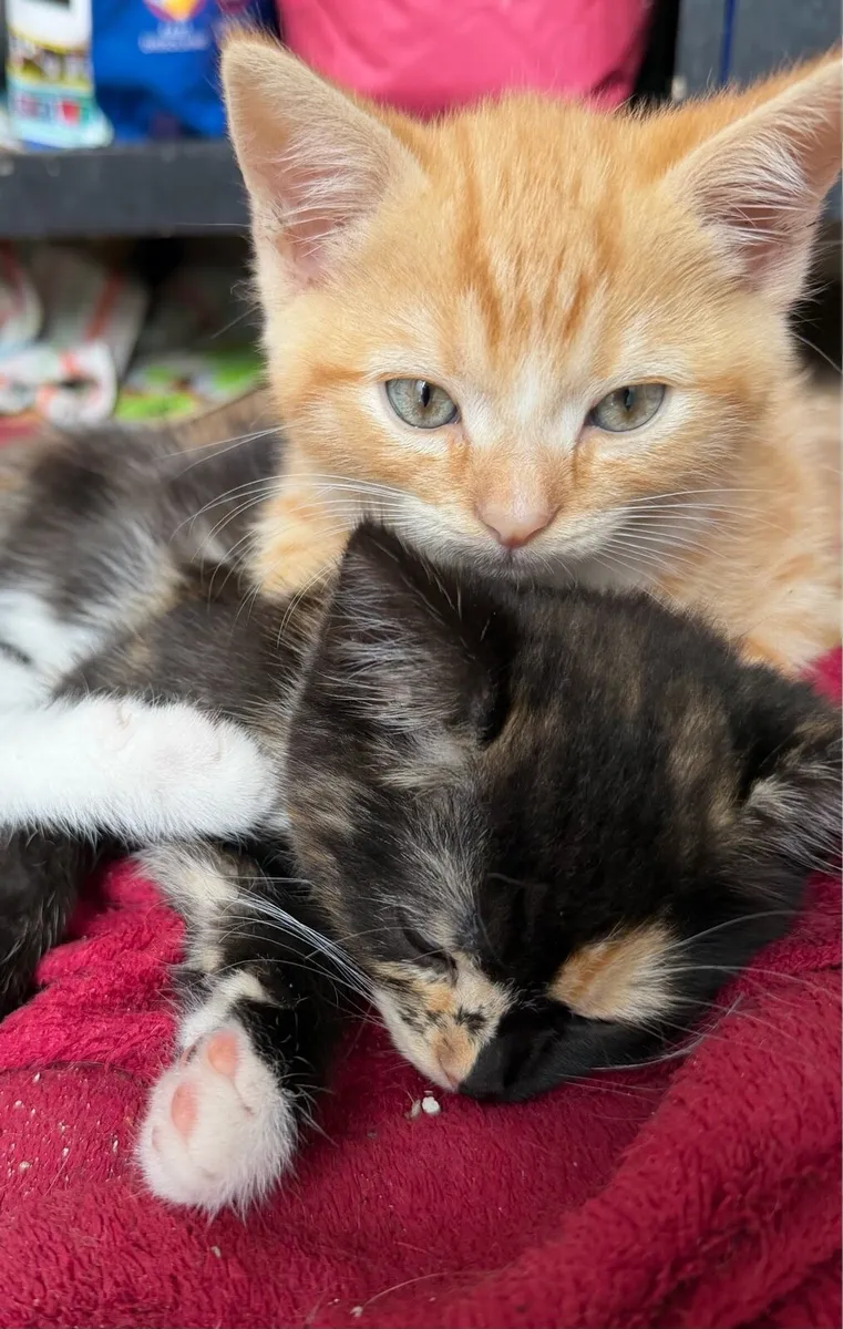 Kittens - Image 1