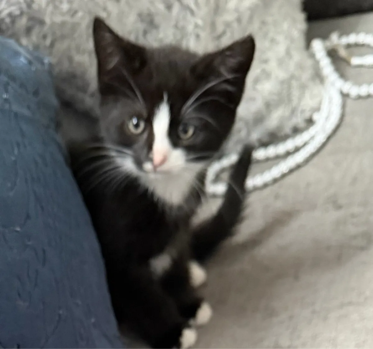 Kittens - Image 2