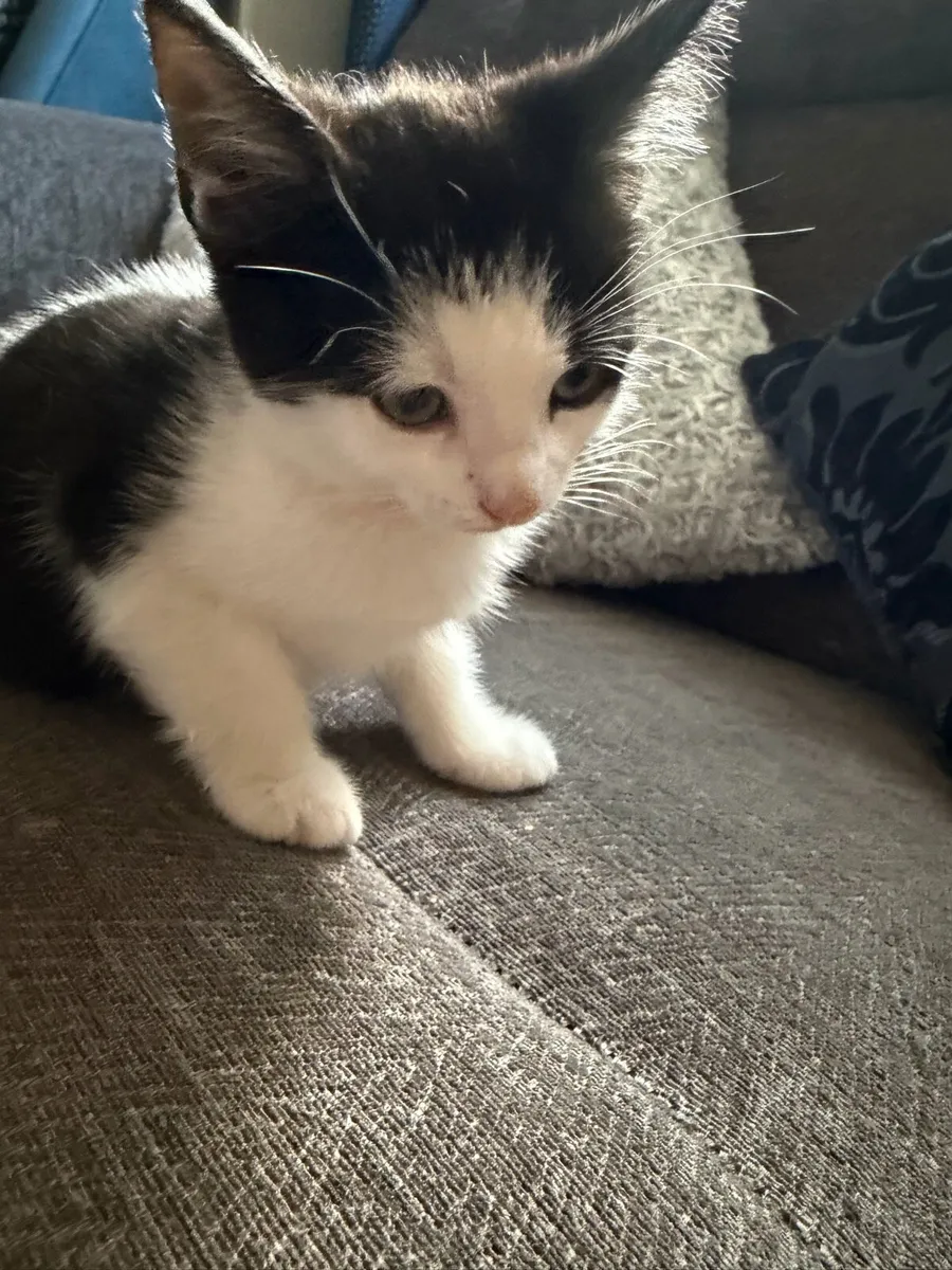 Kittens - Image 4