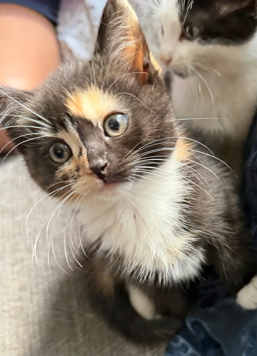 Kittens - Image 3