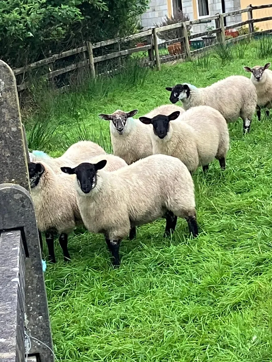 Cross bred ewe lambs - Image 1