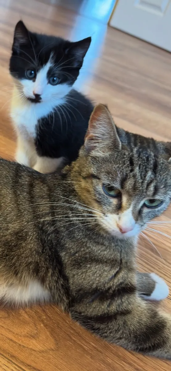 Cats - Image 1