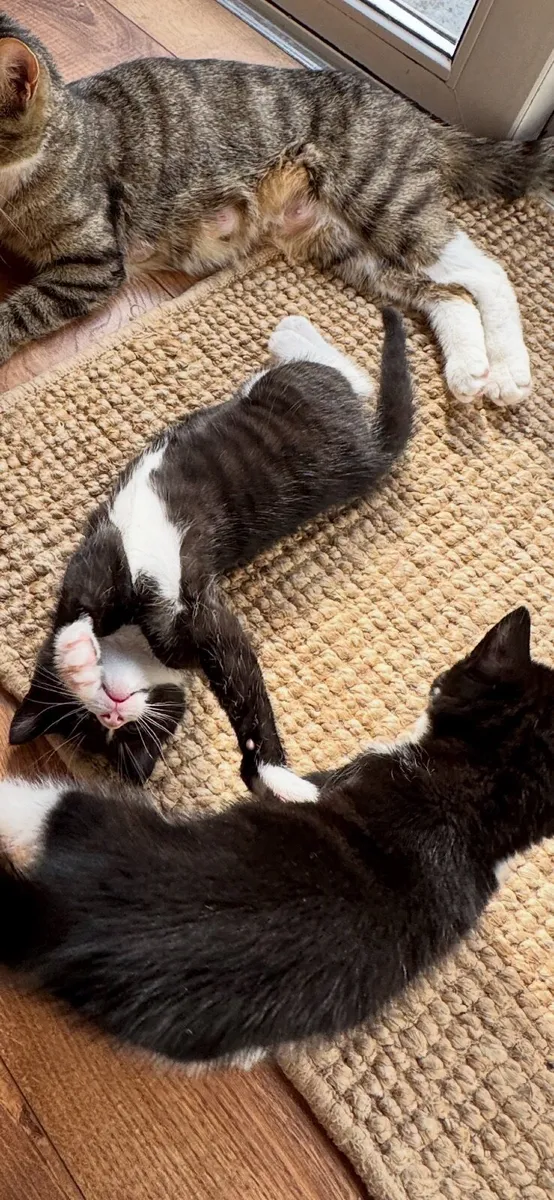 Cats - Image 4