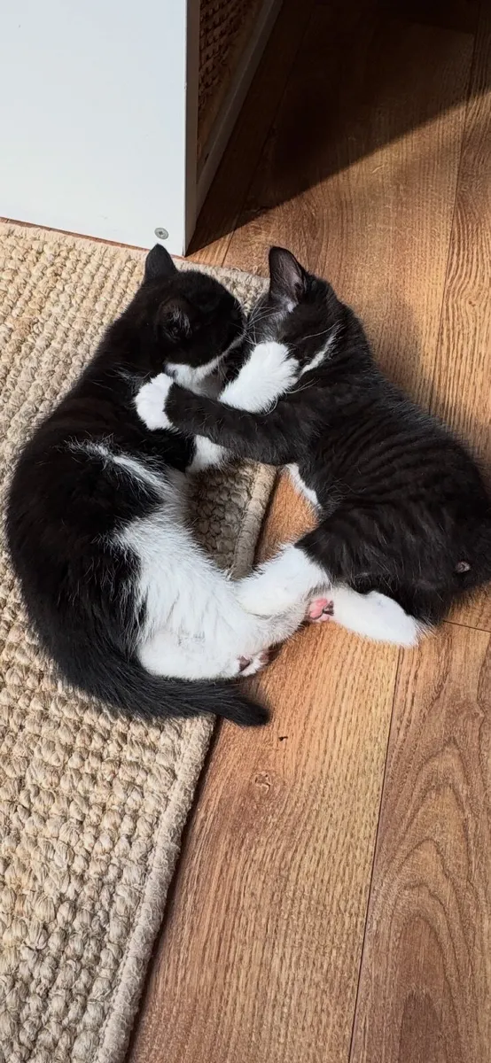 Cats - Image 3