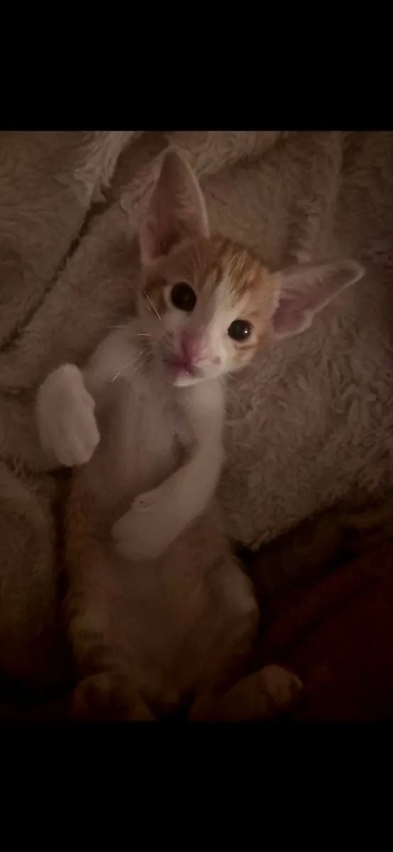 Pedigree Oriental kittens - Image 2