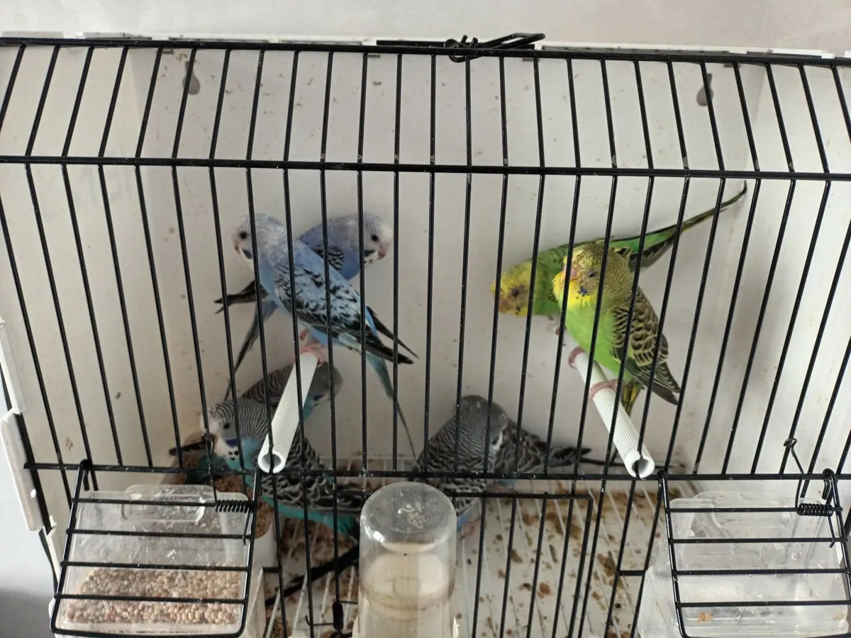 Birds black face split budgies - Image 2