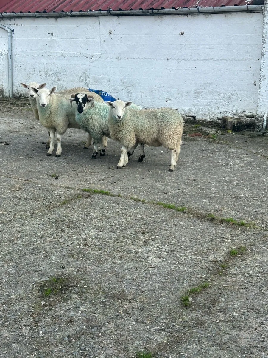 Sheep - Image 1