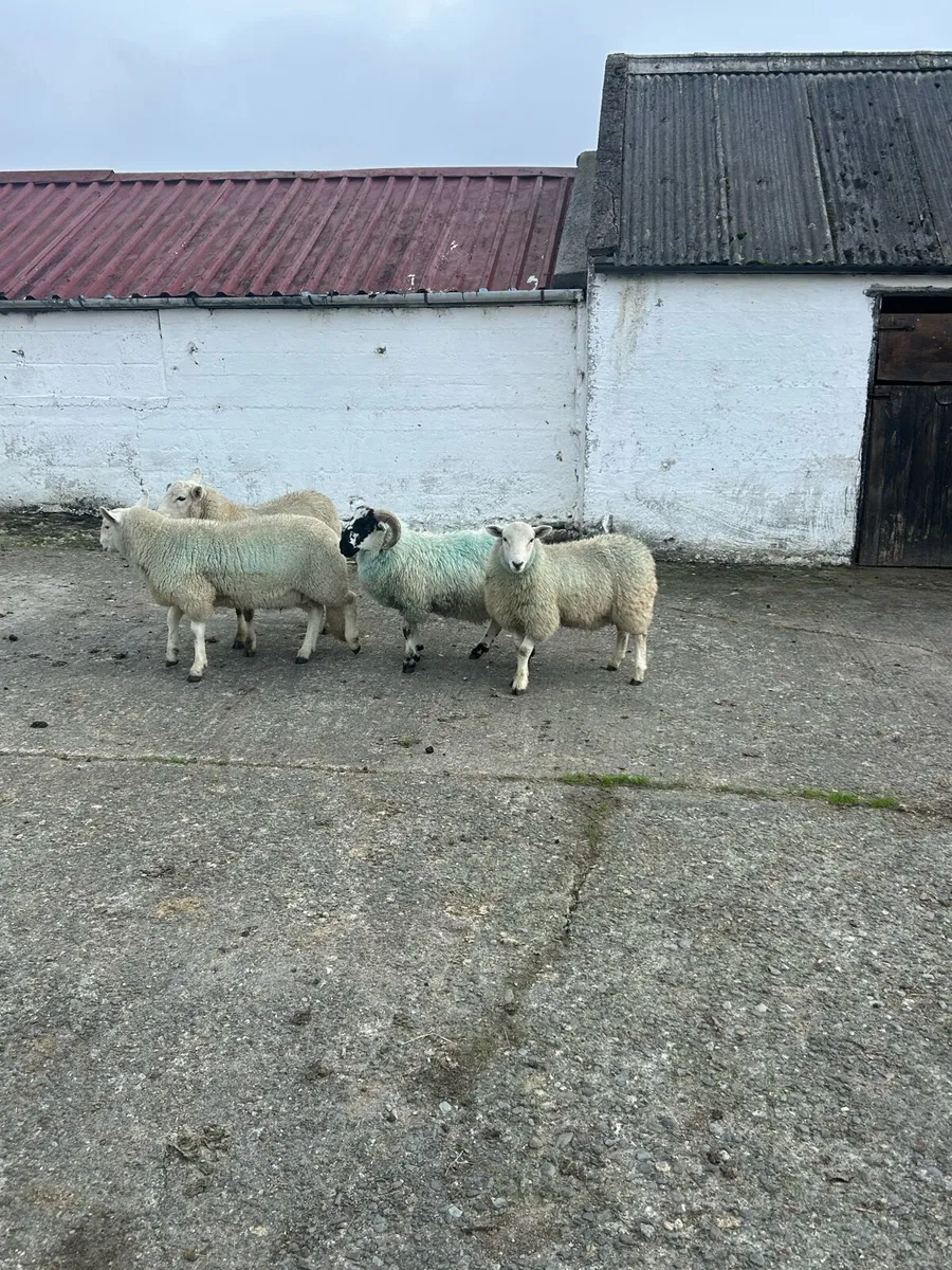 Sheep - Image 2