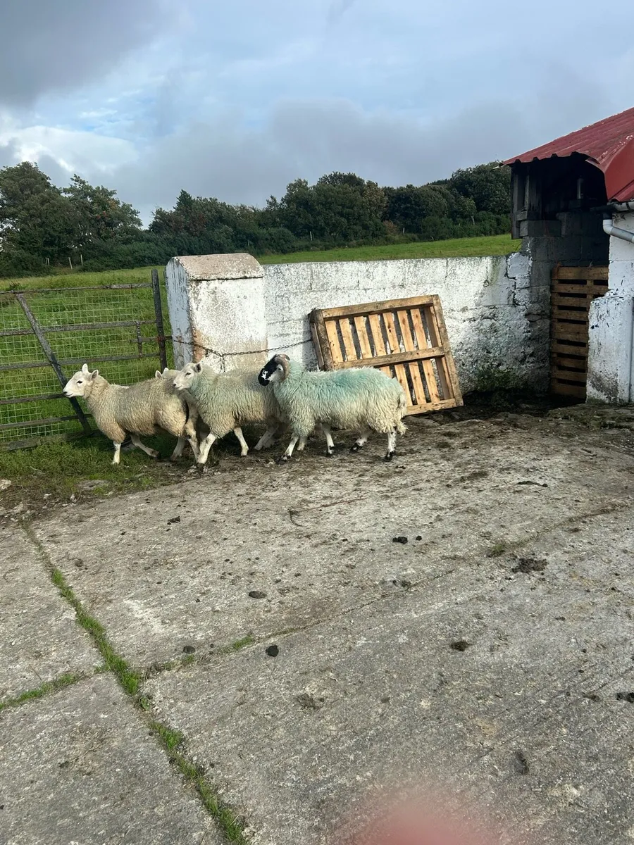 Sheep - Image 3