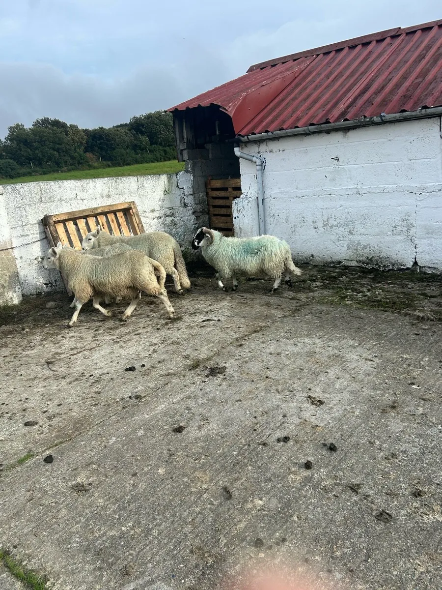 Sheep - Image 4