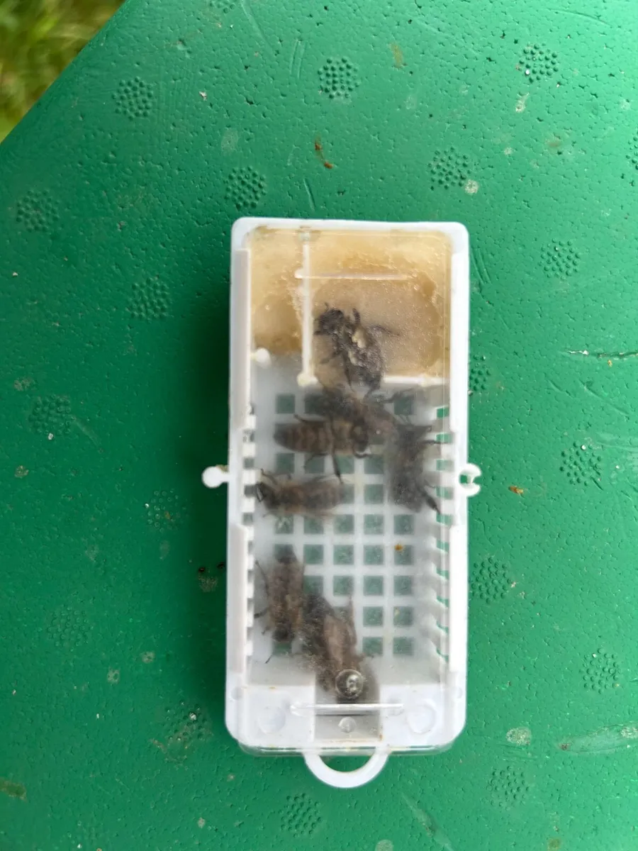Queen bee - Image 1