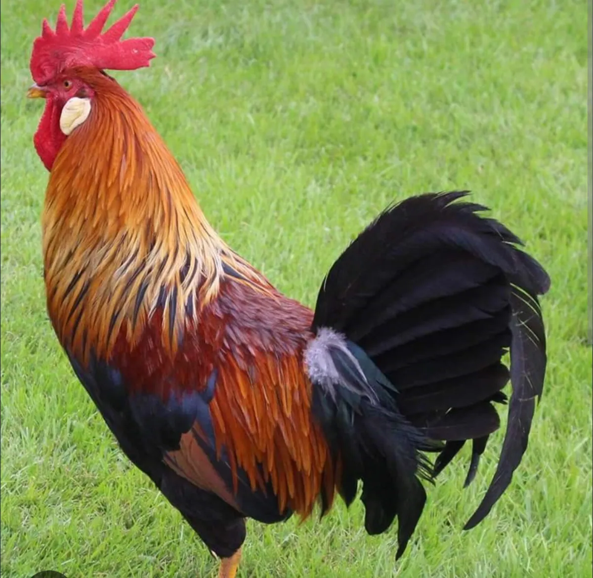 Brown leghorn rooster