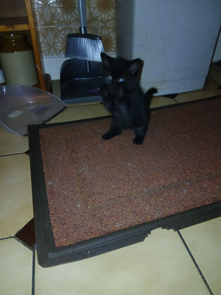 Kittens - Image 4