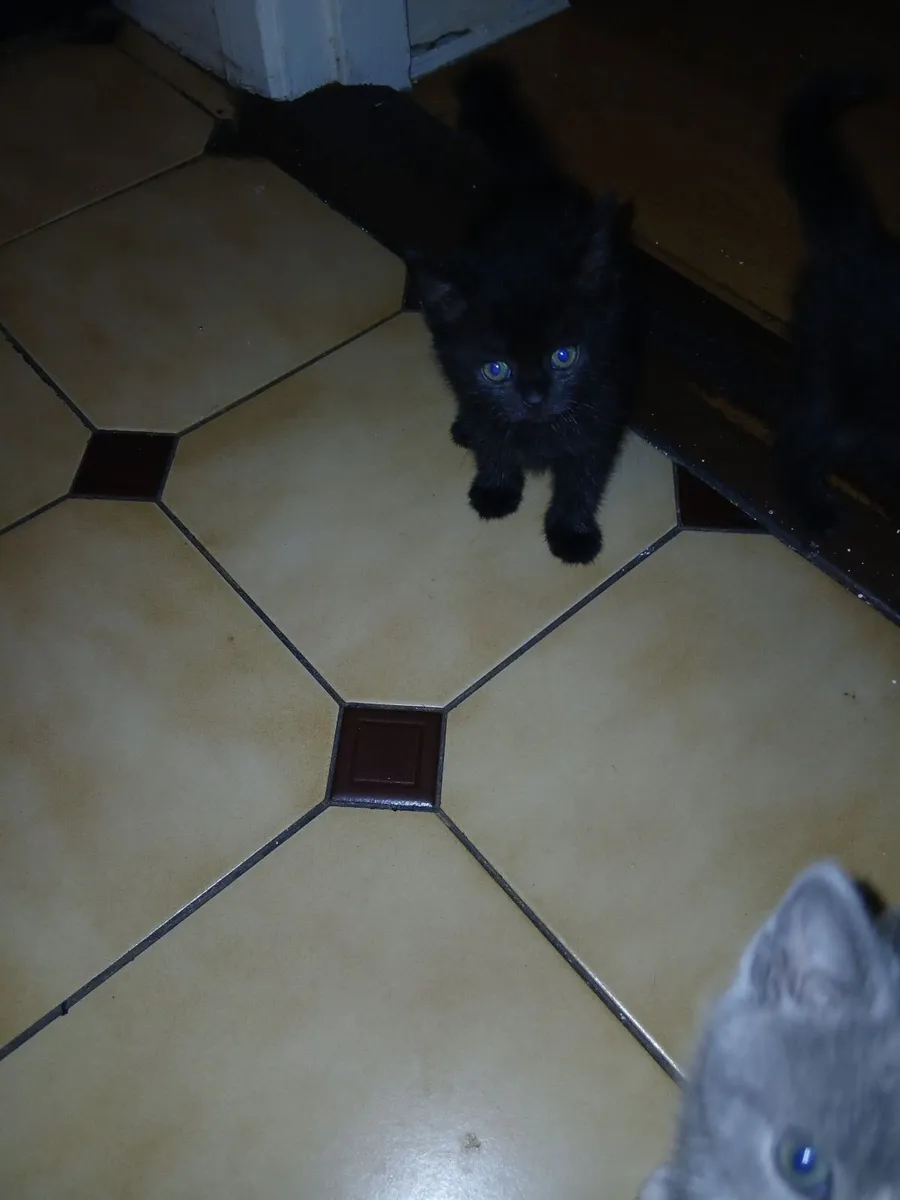 Kittens - Image 3